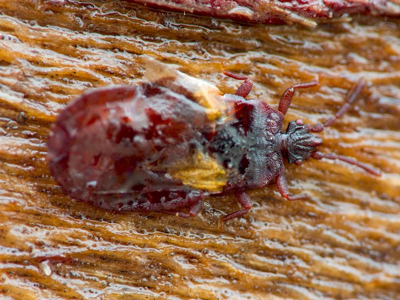Aneurus (Aneurus) laevis (Fabricius, 1775)